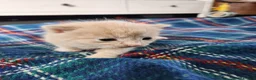 Mixed Breed cats for sale: 2 boy kittens - Advert 6