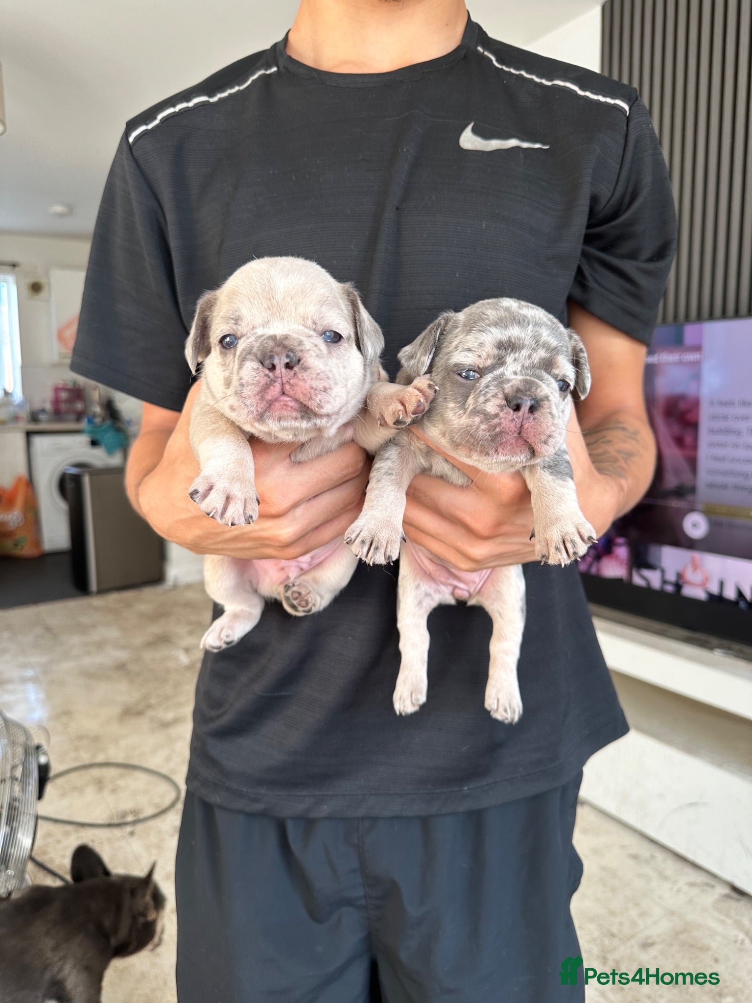 French Bulldog dogs 1. Boy and 1. Girl left. - Advert 4