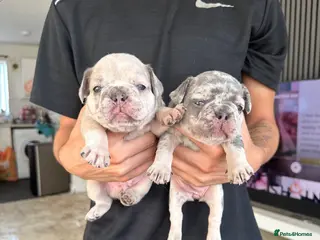 French Bulldog dogs 1. Boy and 1. Girl left. - Advert 4