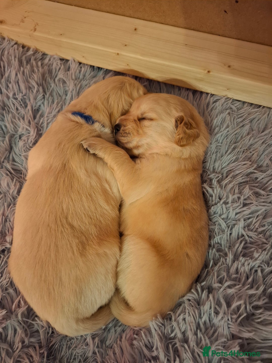 Golden Retriever dogs for sale: KC reg golden retriever puppies - Advert 22