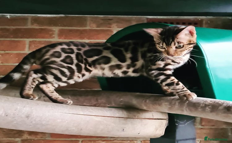 Bengal cats - Advert 1