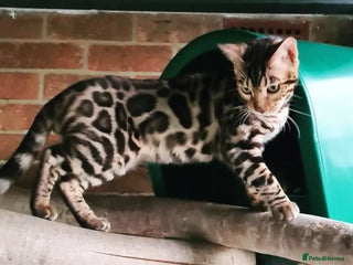 Bengal cats - Advert 3