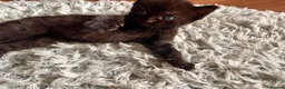 Mixed Breed cats for sale: Kittens ready now in Pulborough - Advert 10