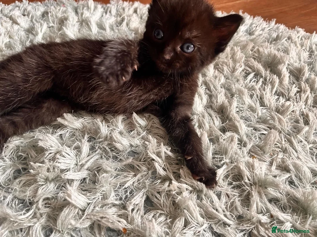 Mixed Breed cats for sale: Kittens ready now in Pulborough - Advert 10