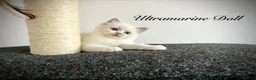 Ragdoll cats for sale: Last three ragdoll kittens! Don’t miss out! - Advert 11