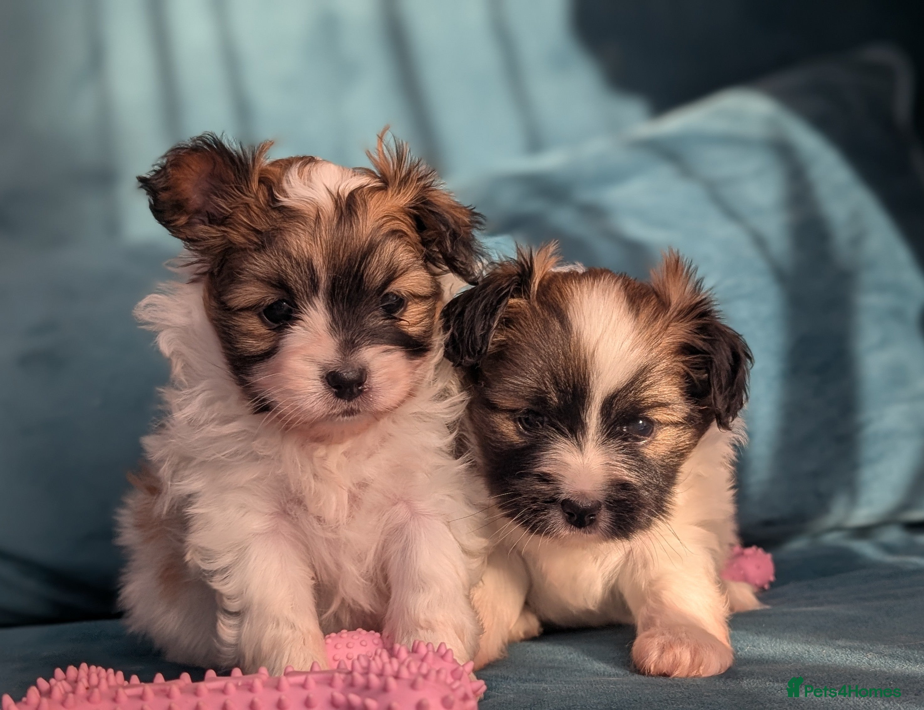 Papillon dogs Stunning papillon girls  - Advert 4