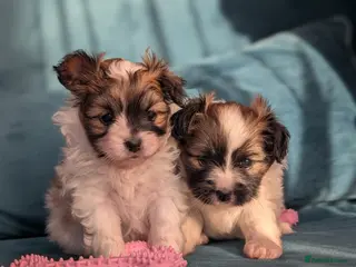 Papillon dogs Stunning papillon girls - Advert 4