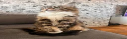 Maine Coon cats for sale: Maine coon - Advert 5