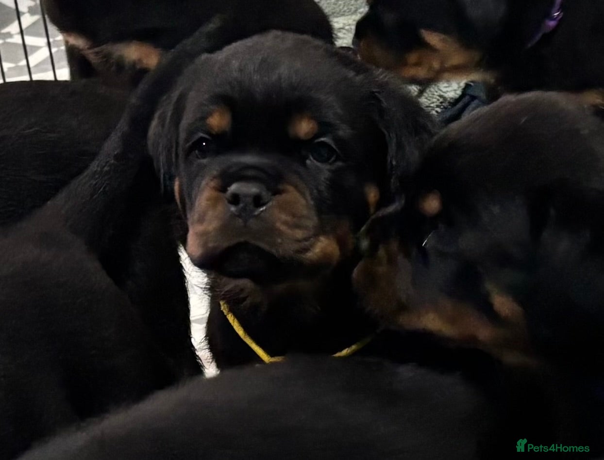 Rottweiler dogs Top Quality KC Health Tested Rottweiler Puppies  - Advert 3