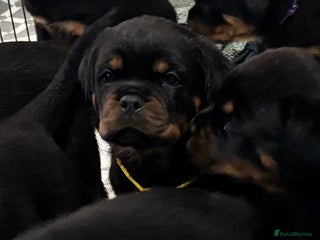 Rottweiler dogs Top Quality KC Health Tested Rottweiler Puppies - Advert 12