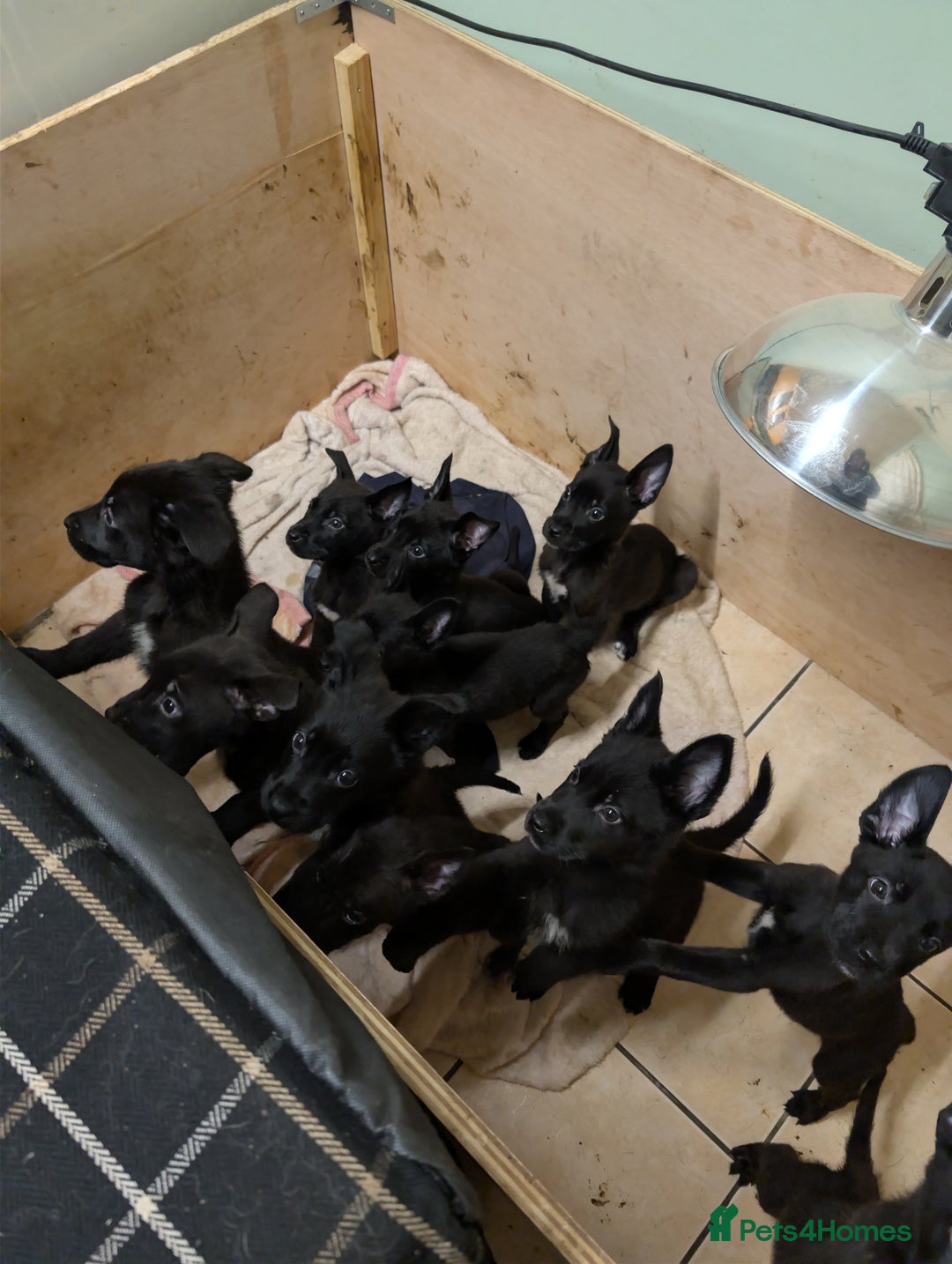 Mixed Breed dogs for sale: German shepherd X cane corso pups for sale  - Advert 21