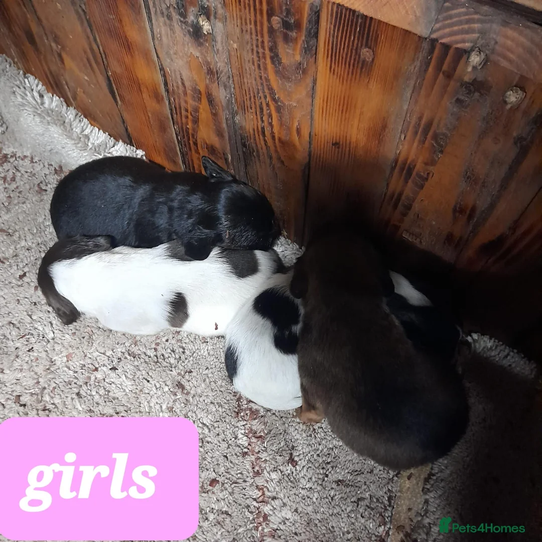 Cocker Spaniel dogs for sale: Cocker spaniel puppies - Advert 2