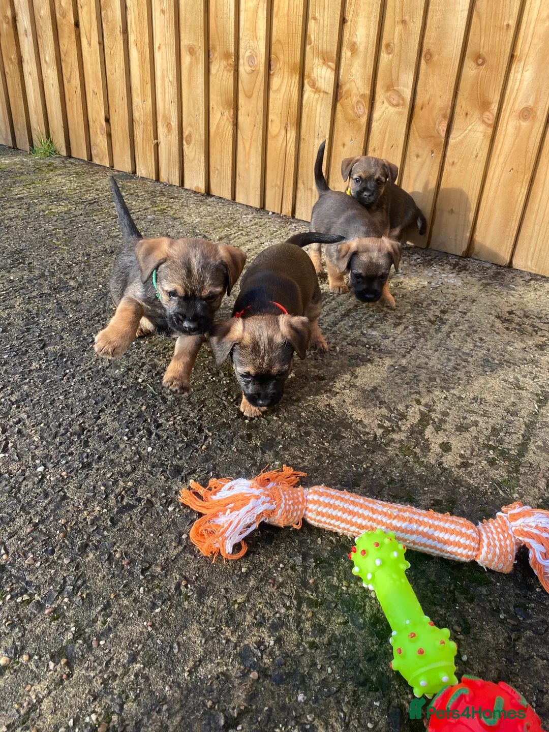 Border Terrier dogs for sale: ⭐️BORDER TERRIER PUPPIES  - Advert 15