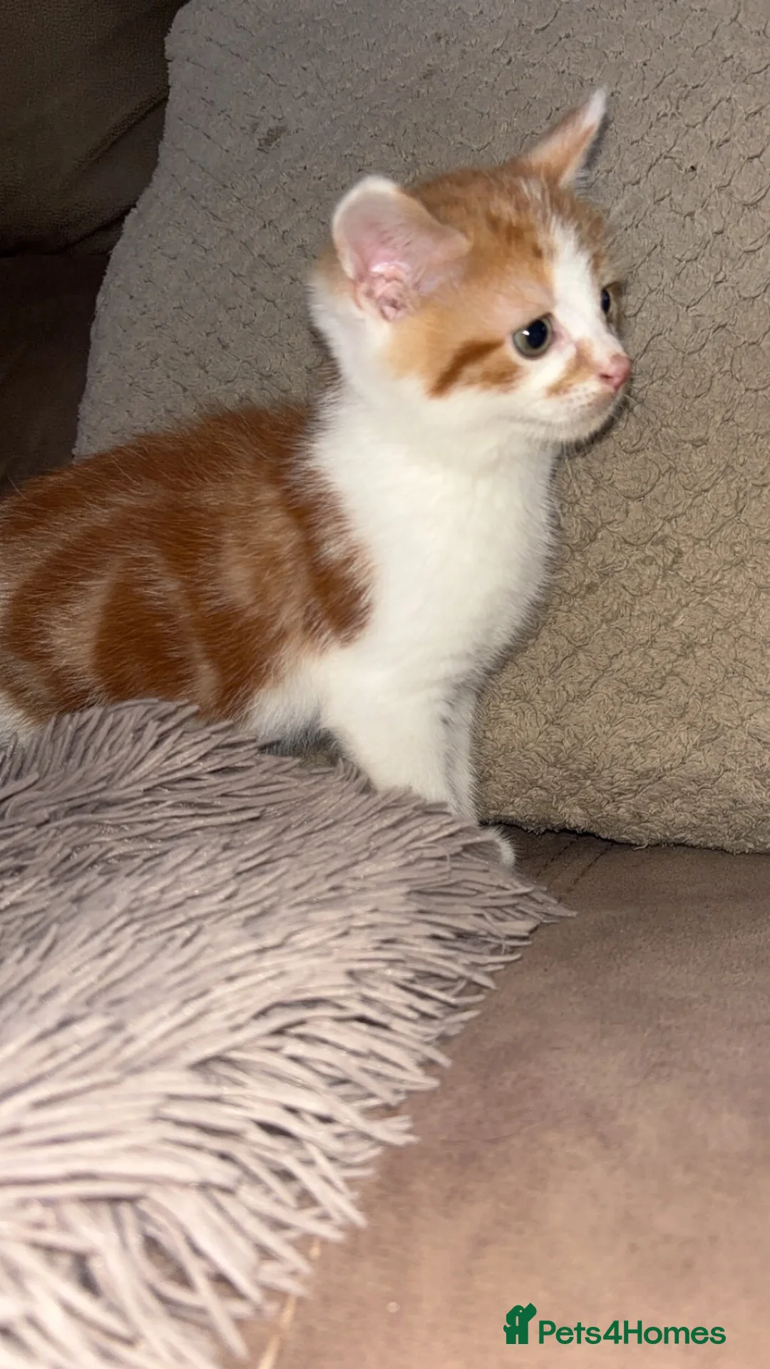 Mixed Breed cats for sale: 4 beautiful kittens  - Advert 2