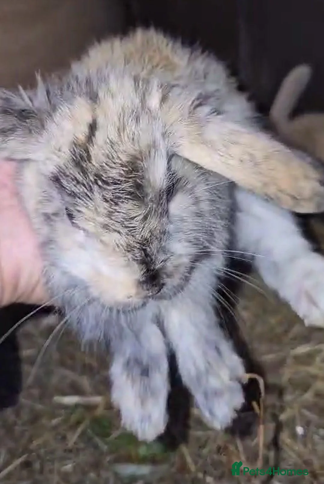 Mixed Breed rabbits for sale: Baby Rabbits for sale - Advert 1