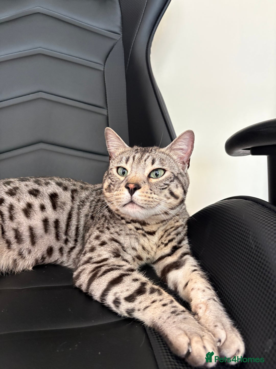 Bengal cats for sale: Neo the Bengal - Advert 5