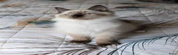 Ragdoll cats for sale: Gorgeous Seal Mitted Ragdoll Boy  - Advert 7