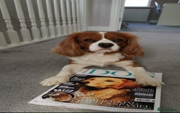 Cavalier King Charles Spaniel dogs for stud: Extensively Health Tested Cavalier King Charles Sp in Mansfield - Image 31