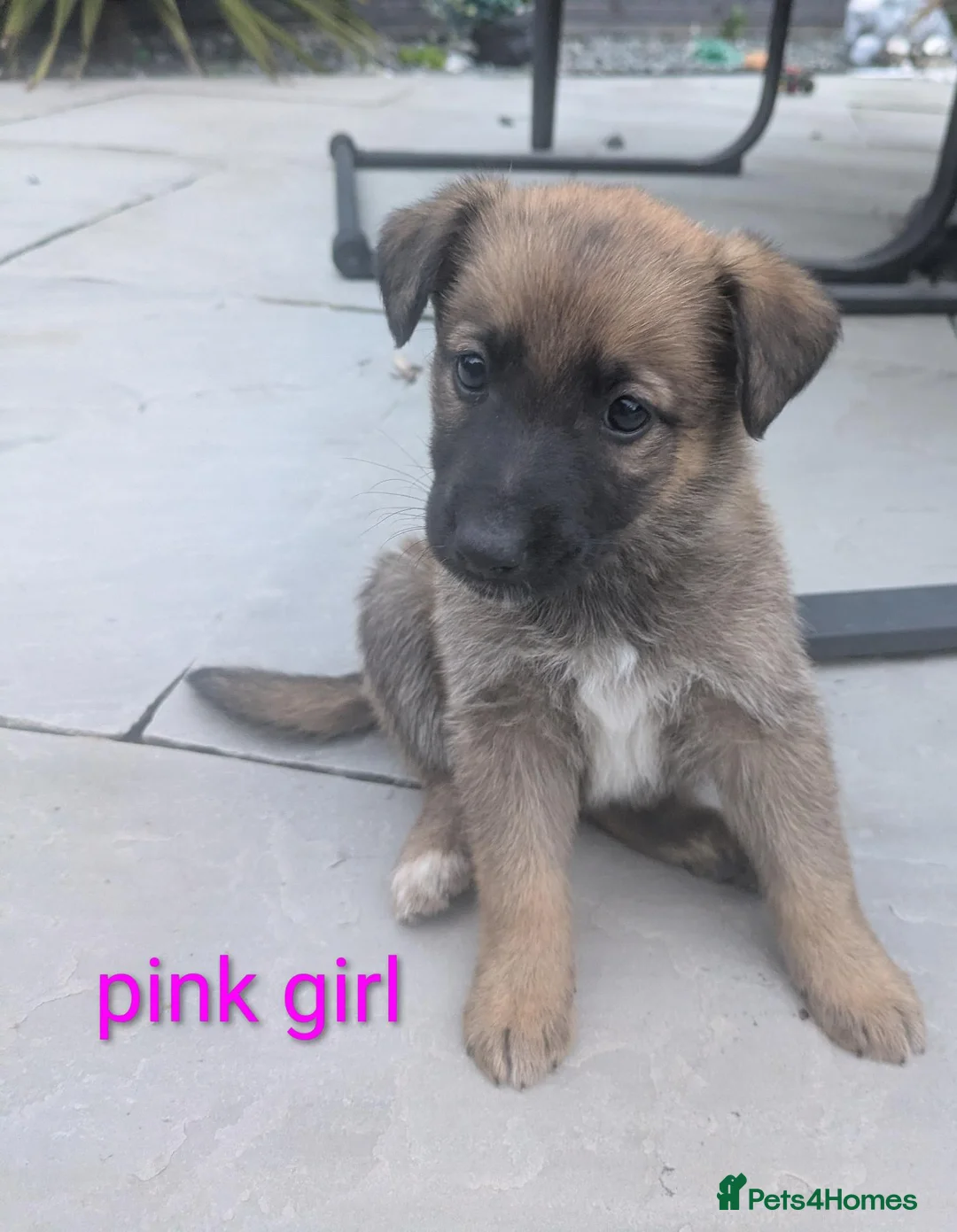 Mixed Breed dogs for sale: Stunning German Shepherd X Puppies  - Advert 8