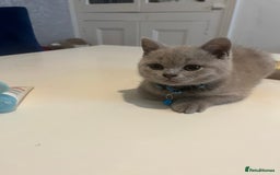 British Shorthair cats for sale: Beautiful  lilac and blue kittens 2 boys 1 girl - Image 19