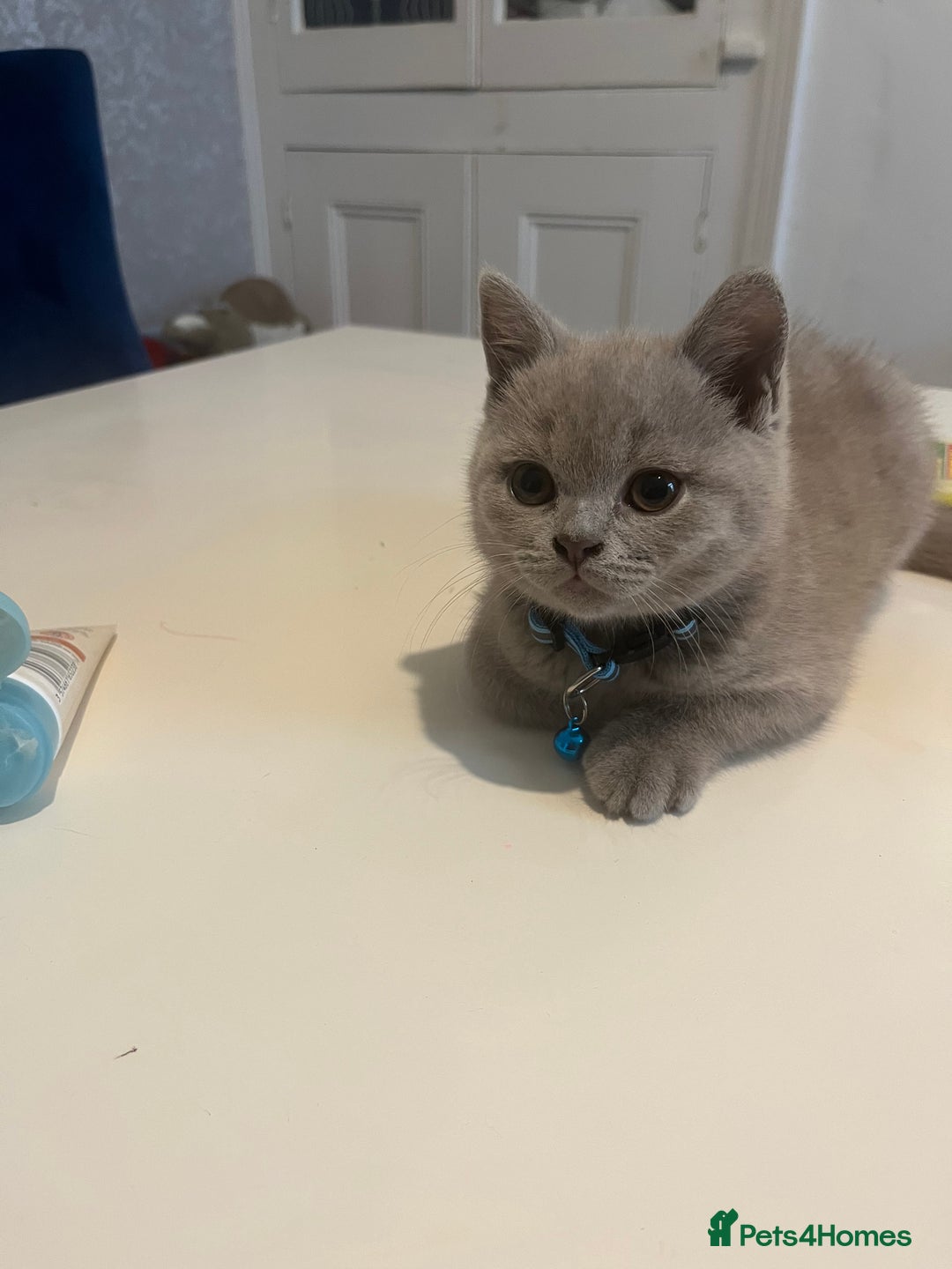 British Shorthair cats for sale: Beautiful  lilac and blue kittens 2 boys 1 girl - Image 19