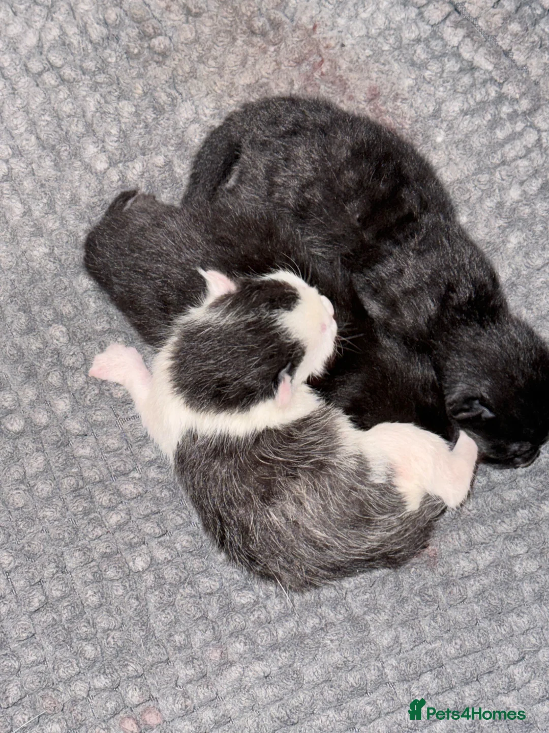 Mixed Breed cats for sale: Beautiful kittens - Advert 8