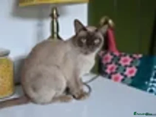 Burmese cats - Advert 1