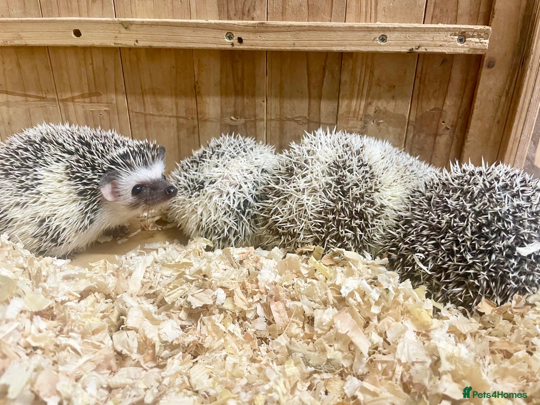 Pygmy Hedgehog rodents for sale: Stunning FEMALE African Pygmy Hedgehog Babies  - Image 8