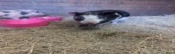Pig livestock for sale: 2 female pigs looking for a new home - Advert 3