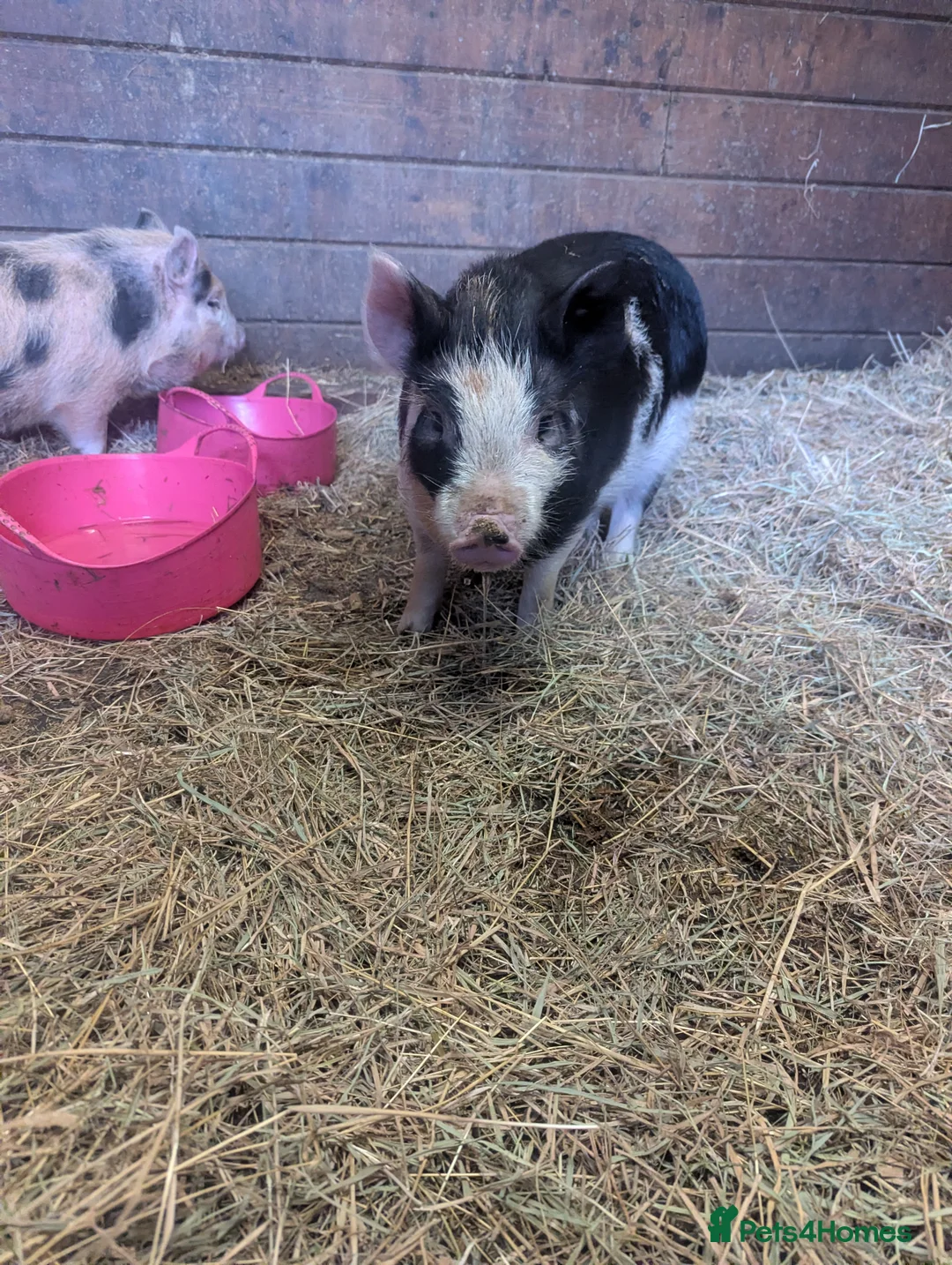 Pig livestock for sale: 2 female pigs looking for a new home - Advert 3