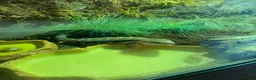Skink reptiles for sale: Blue tongue sink  in Weston-super-Mare - Advert 3