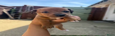 Jackshund 3