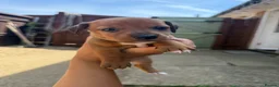 Jackshund dogs for sale: Daschund x Jack russell puppies  - Advert 8