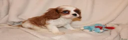 Cavalier King Charles Spaniel dogs for sale: Gorgeous Cavalier King Charles Spaniel puppies - Advert 33