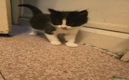 Mixed Breed cats for sale: Kittens looking for forever home - Advert 4