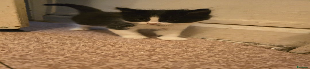 Mixed Breed Kitten 1