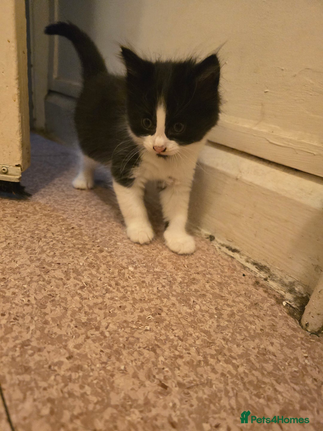 Mixed Breed cats for sale: Kittens looking for forever home - Advert 4