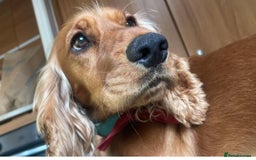 Cocker Spaniel dogs for sale: Cocker spaniel puppies  - Image 10