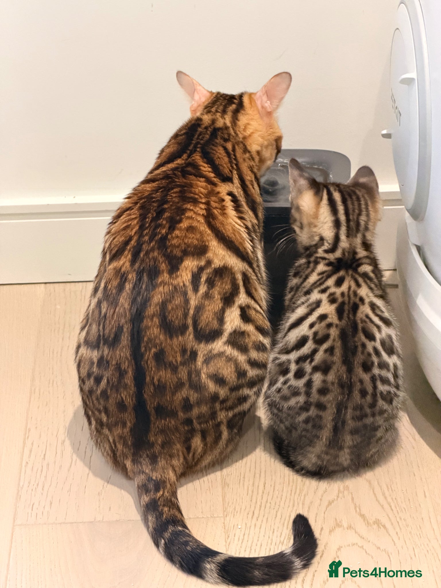 Bengal cats 🌟 Stunning Female Bengal Kittens Available! 🌟 - Advert 4