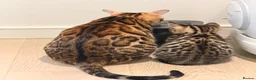Bengal cats for sale: 🌟 Stunning Female Bengal Kittens Available! 🌟 - Advert 1