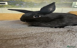 Mixed Breed rabbits for sale: Baby bunnies for sale - Image 2