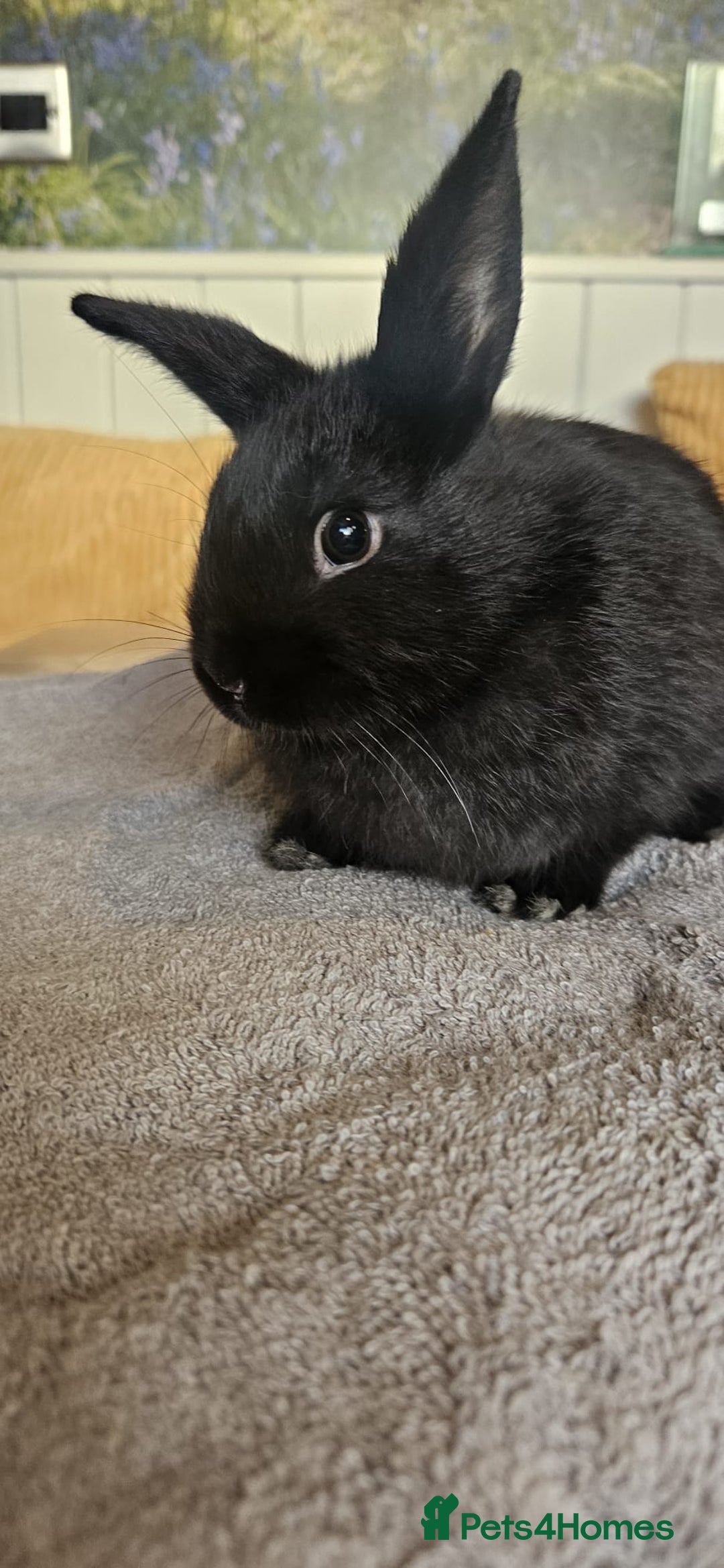 Mixed Breed rabbits for sale: Baby bunnies for sale - Image 2