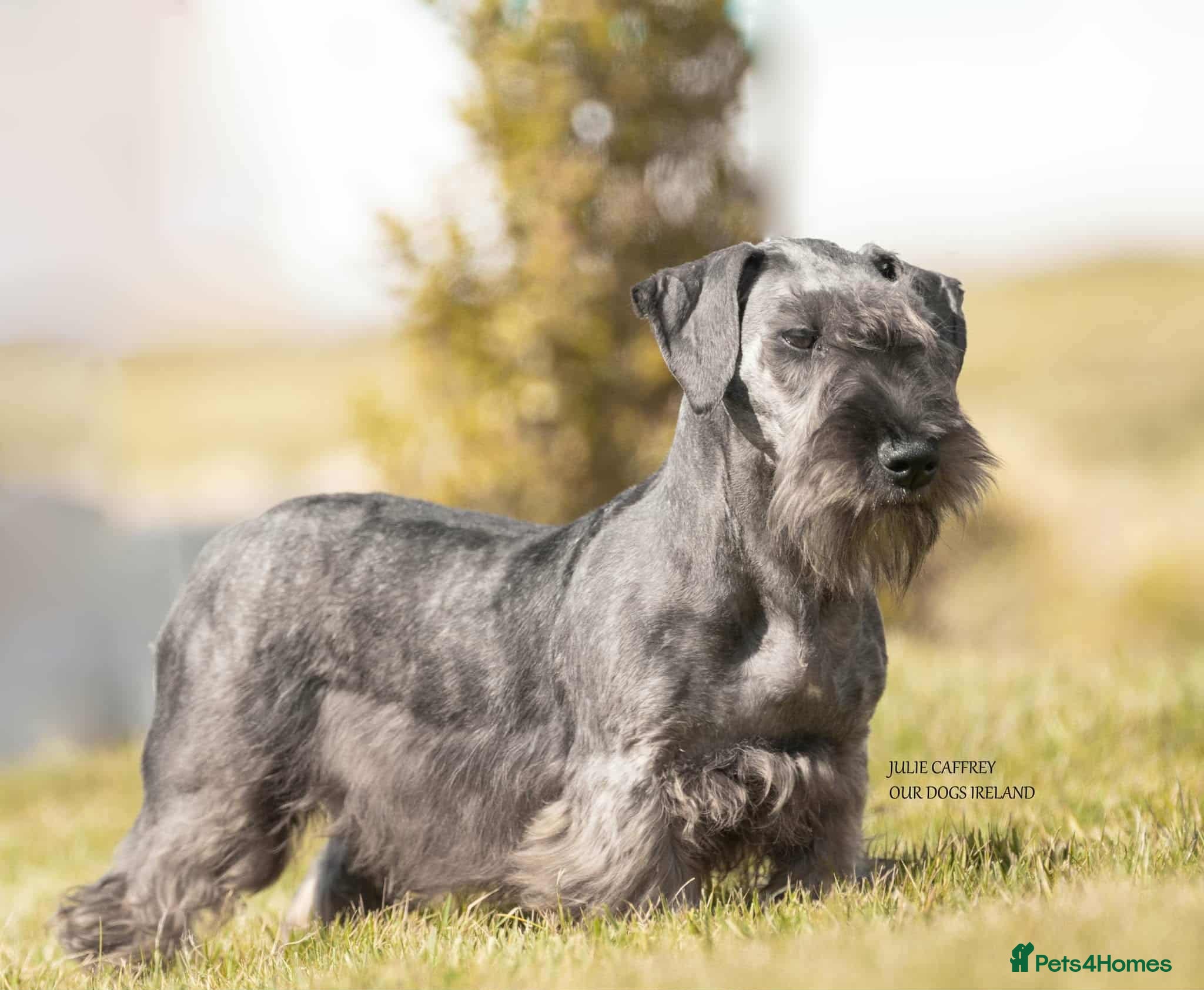 Cesky Terrier dogs One fab cesky girl for sale - Advert 17