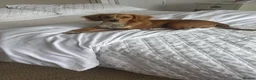 Cockapoo dogs for sale: Maxine (Max)  in Portsmouth - Advert 4