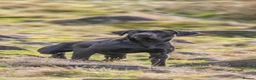 Labrador Retriever dogs for sale: Fantastic Labrador Pups - Advert 11