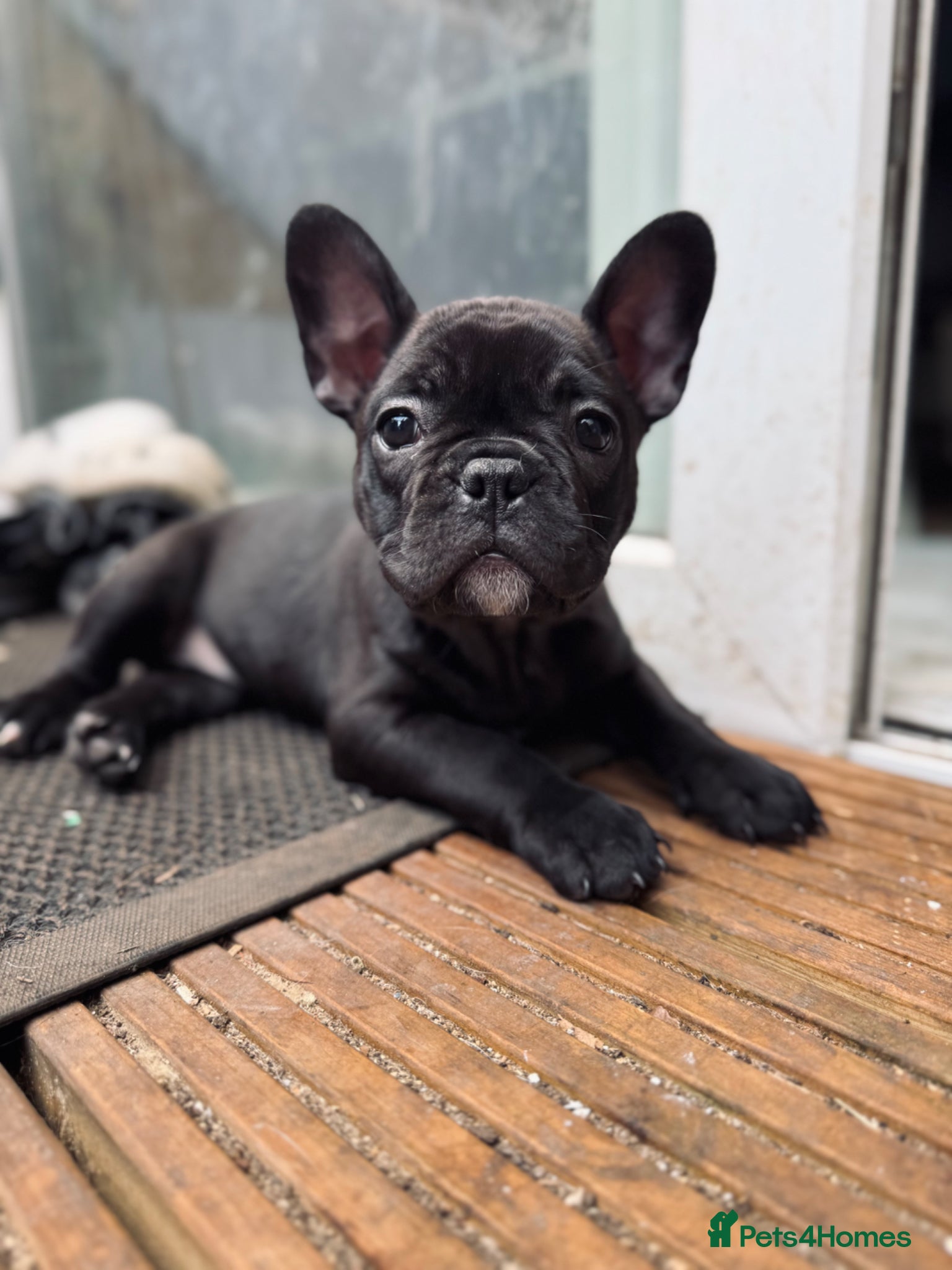 French Bulldog dogs French bulldog puppies  - Advert 4