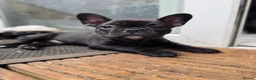 French Bulldog dogs for sale: French bulldog puppies ** last one reduced price  - Advert 1
