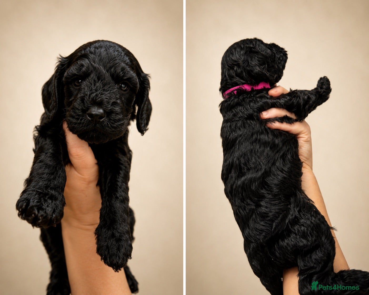 Cockapoo dogs ⭐ ONLY 1 BEAUTIFUL GIRL REMAINING -F1 Cockapoo - Advert 2