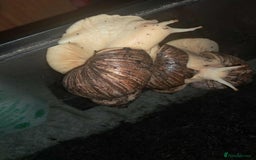Snails invertebrates for sale: Large Albino Land Snails x3 Free - Image 5