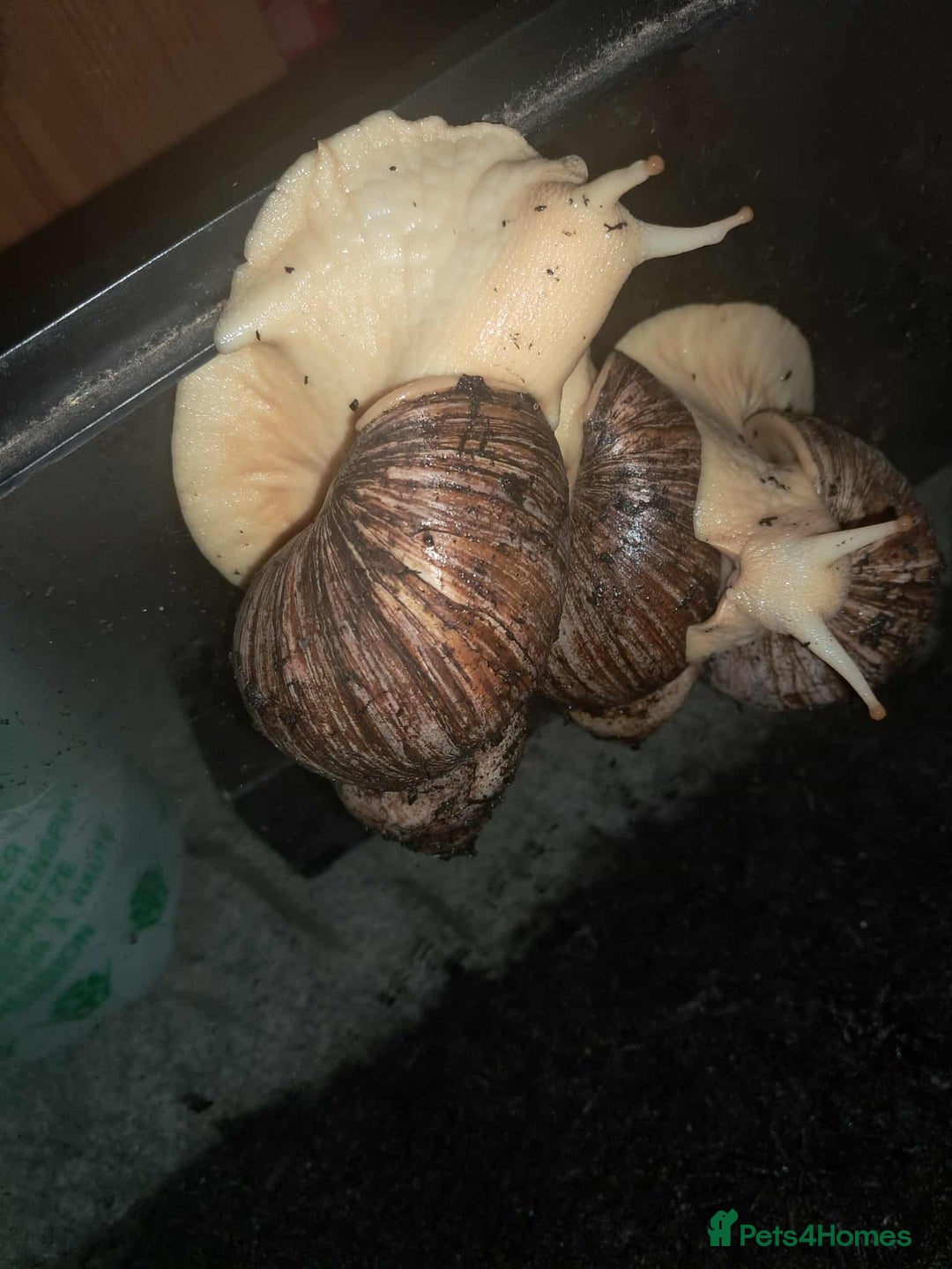Snails invertebrates for sale: Large Albino Land Snails x3 Free - Image 5